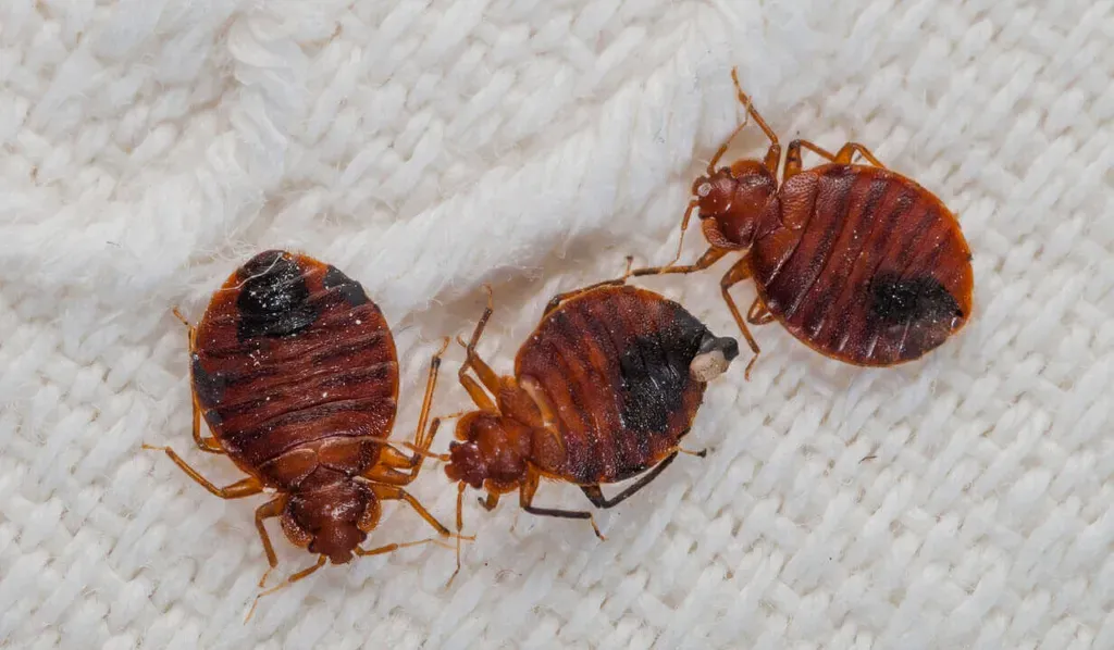 Актуальные методы дезинфекции от клопов в Москве для вашей безопасности и комфорта